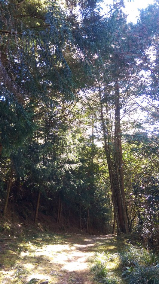 大雪山國家森林遊樂區 攝影：晏伶