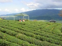 玉蘭茶園一景<br/> 攝影：小管