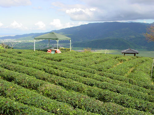 玉蘭茶園一景 攝影：小管
