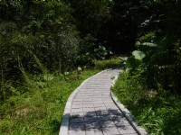 布洛灣上台地竹林步道<br/> 攝影：旅遊王攝影組