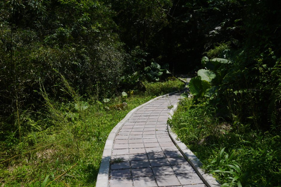布洛灣上台地竹林步道 攝影：旅遊王攝影組