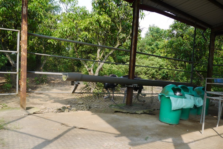 走馬瀨農場鴕鳥園 攝影：三井