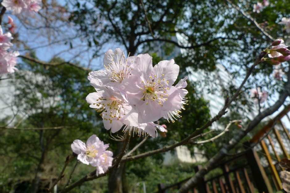 樂活公園可賞櫻 攝影：Eva隨手拍