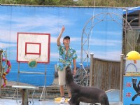 海獅秀<br/> 攝影：野柳海洋世界