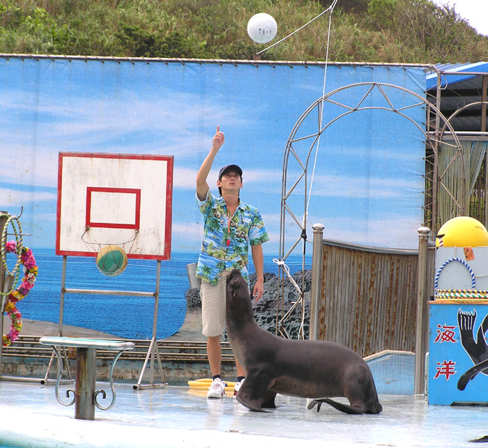 海獅秀 攝影：野柳海洋世界