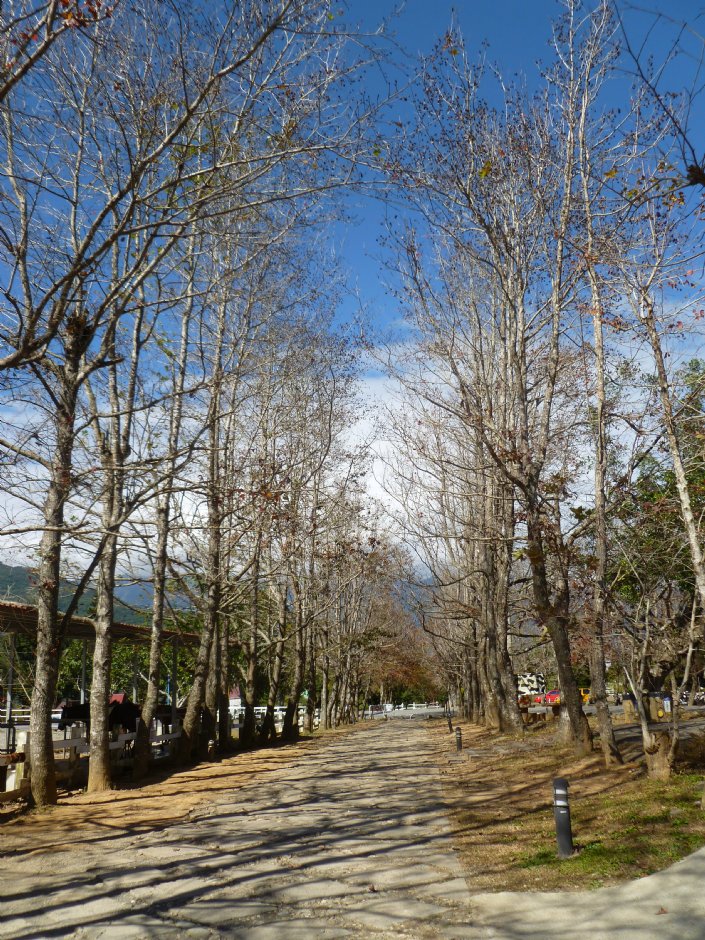 情人步道 攝影：陳皮梅