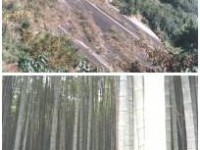 峭壁與竹林<br/> 攝影：籠頭休閒農場