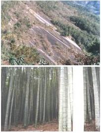 峭壁與竹林 攝影：籠頭休閒農場