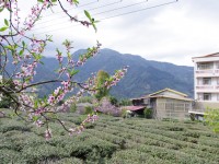草坪頭玉山觀光茶園<br/> 攝影：Eva隨手拍
