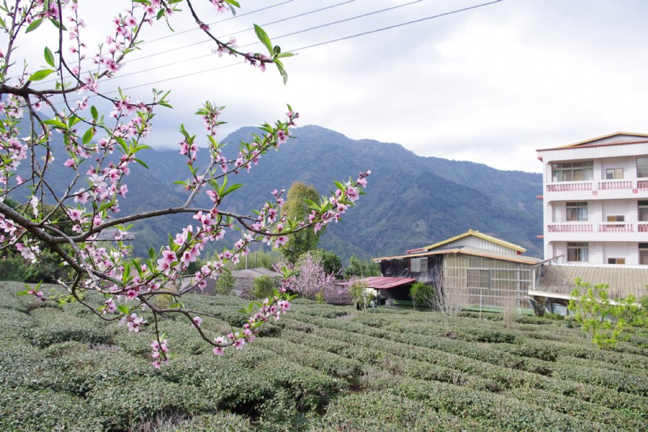 草坪頭玉山觀光茶園 攝影：Eva隨手拍