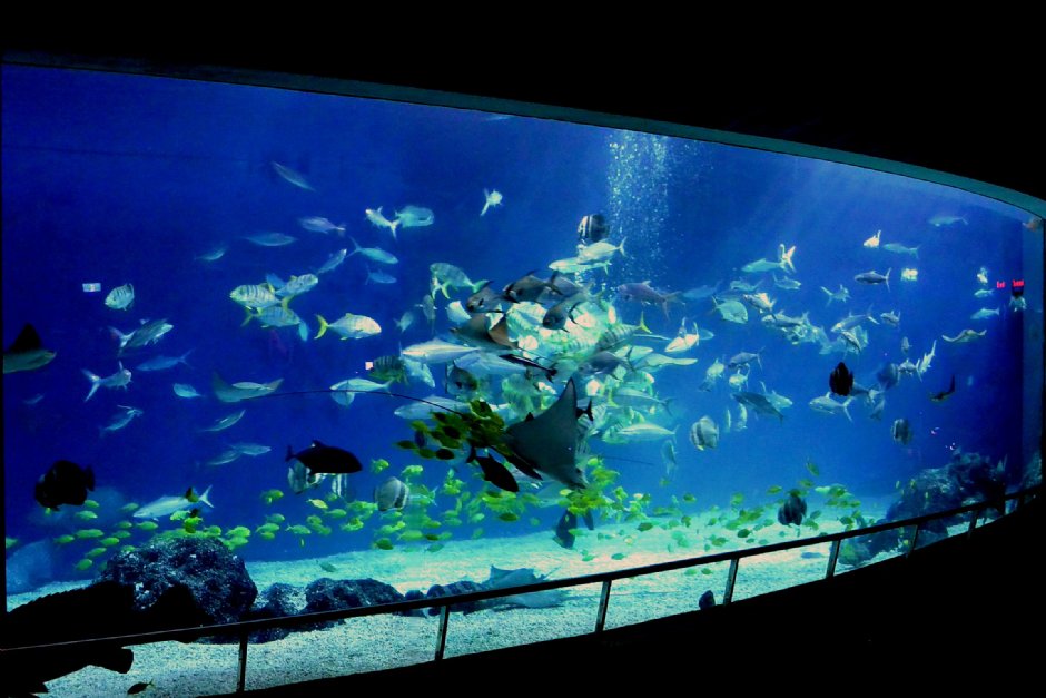 大洋池 攝影：國立海洋生物博物館