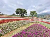 北投社三層崎公園大片花海被譽為台版富良野<br/> 攝影：Eva隨手拍