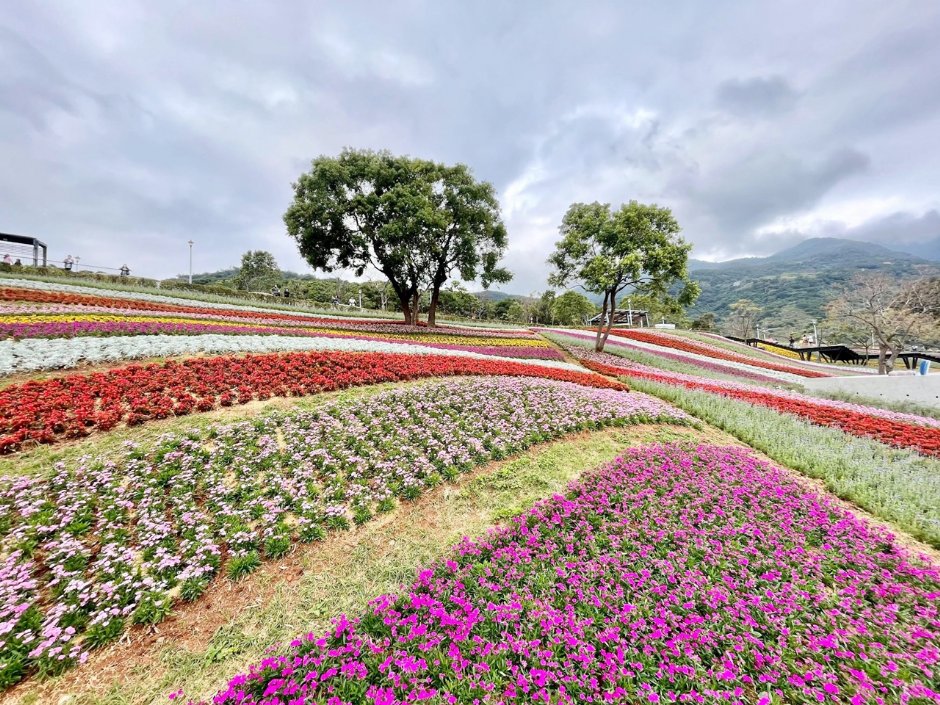 北投社三層崎公園大片花海被譽為台版富良野 攝影：Eva隨手拍