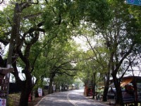 綠色隧道<br/> 攝影：老山羊部落格
