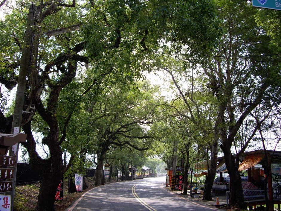 綠色隧道 攝影：老山羊部落格