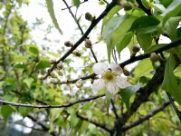 角板山行館是著名的賞梅勝地<br/> 攝影：Eva隨手拍