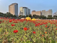 美堤河濱公園(2021年花海)<br/> 攝影：Eva隨手拍