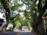 綠色隧道兩旁古樹参天<br/> 攝影：老山羊部落格