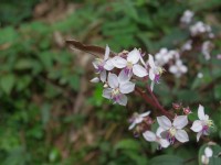 木馬古道<br/> 攝影：Eva隨手拍