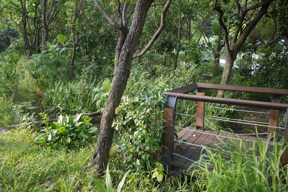 鳥松濕地公園 攝影：三井