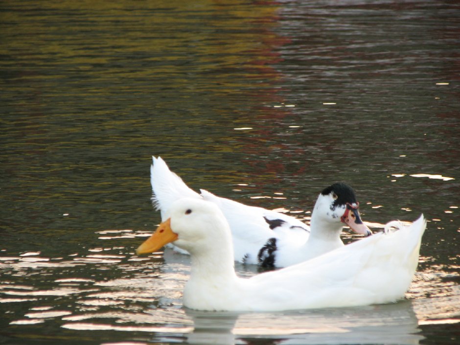 大湖公園 攝影：林仲哲