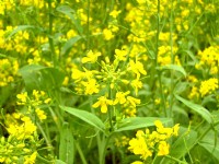 通宵油菜花<br/> 摄影：Eva隨手拍