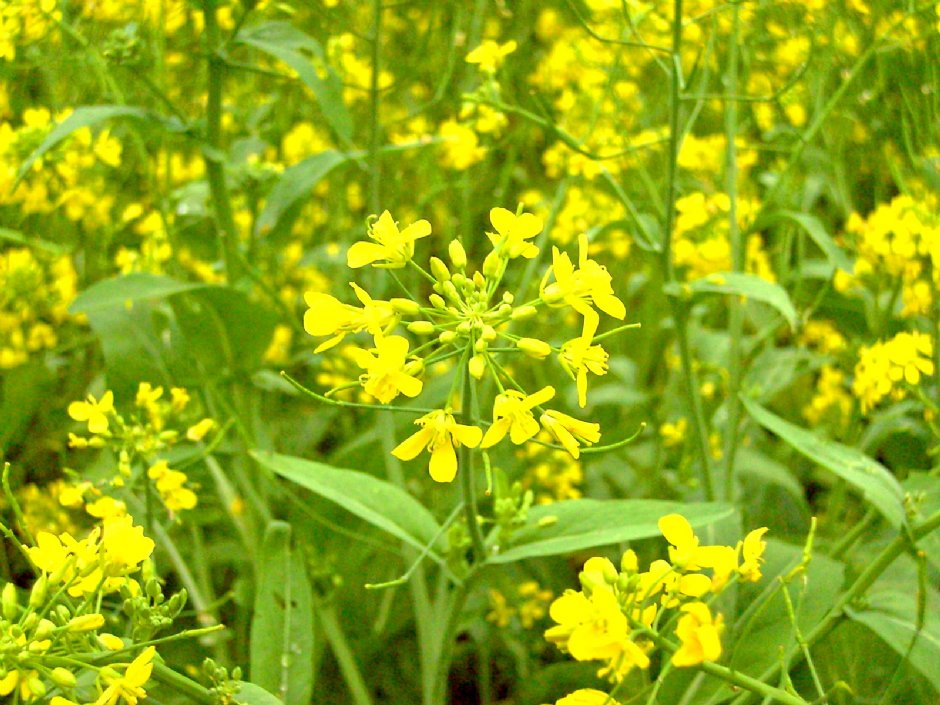 通宵油菜花 摄影：Eva隨手拍
