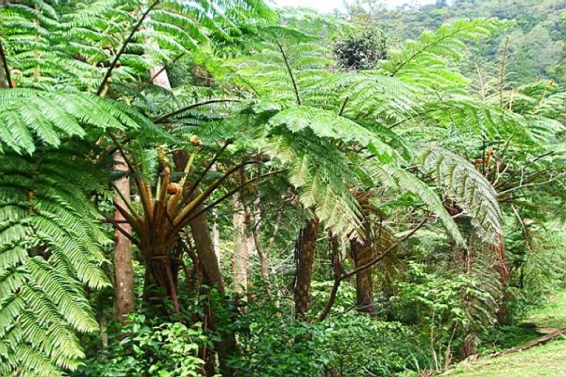 蕨類植物 攝影：老山羊部落格