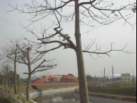 河畔紅橋<br/> 攝影：郭香妙