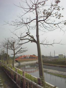 河畔紅橋 攝影：郭香妙