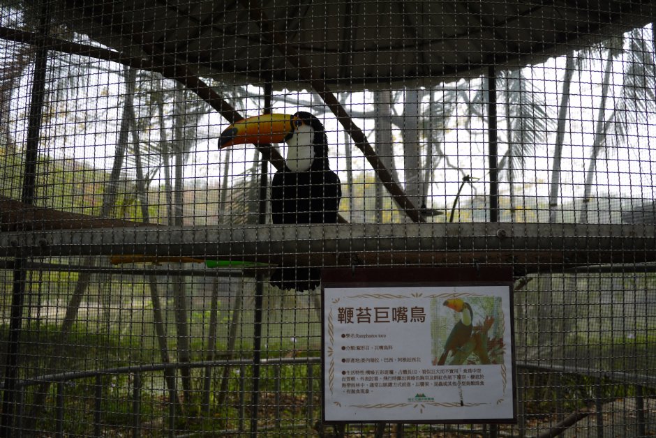 南元花園休閒農場鳥園 攝影：三井