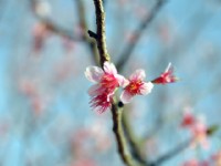 2010陽明山櫻花季<br/> 攝影：amo