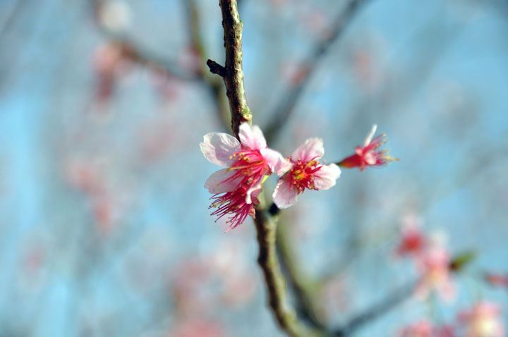 2010陽明山櫻花季 攝影：amo