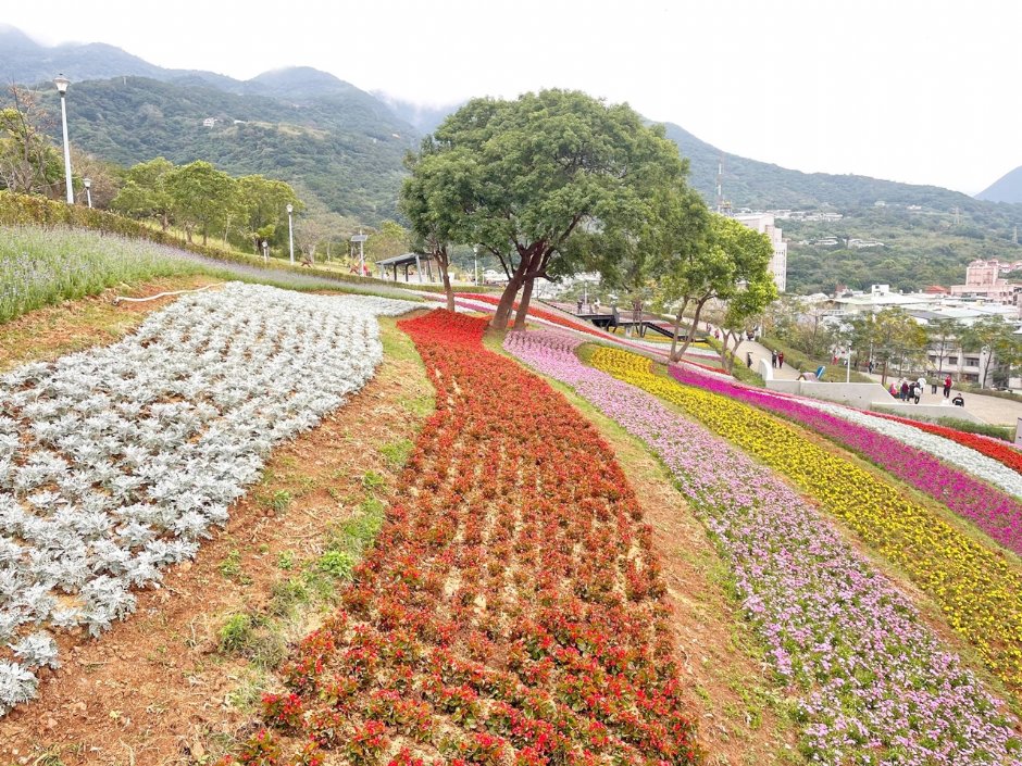 北投社三層崎公園大片花海被譽為台版富良野 攝影：Eva隨手拍