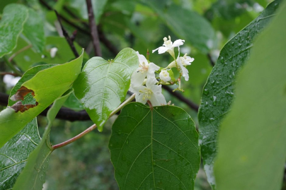 桐花樂活公園 攝影：Eva隨手拍