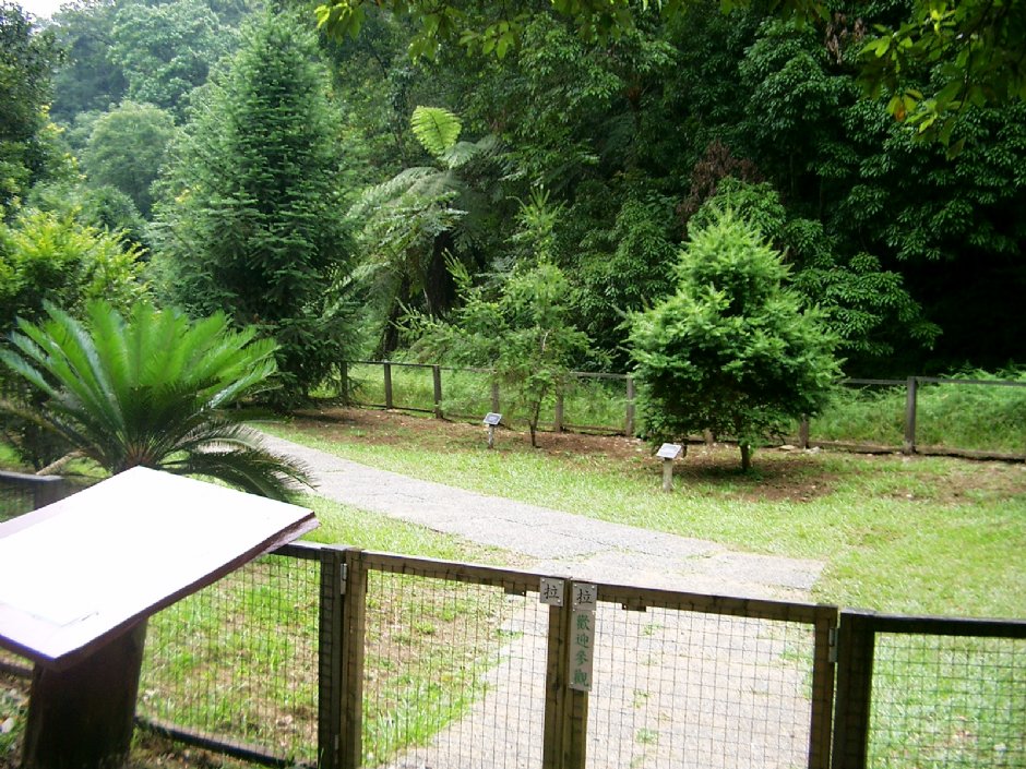 裸子植物區 攝影：Eva隨手拍