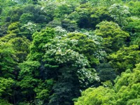 滿山油桐花<br/> 攝影：amo