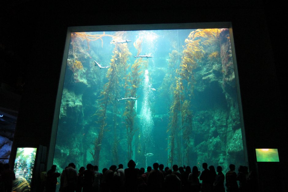 世界水域館巨藻缸 攝影：國立海洋生物博物館