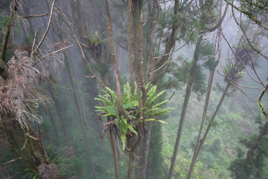 從空中走廊看附生植物 攝影：三井
