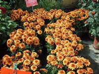 橘色菊花<br/> 攝影：鄭瑄頤