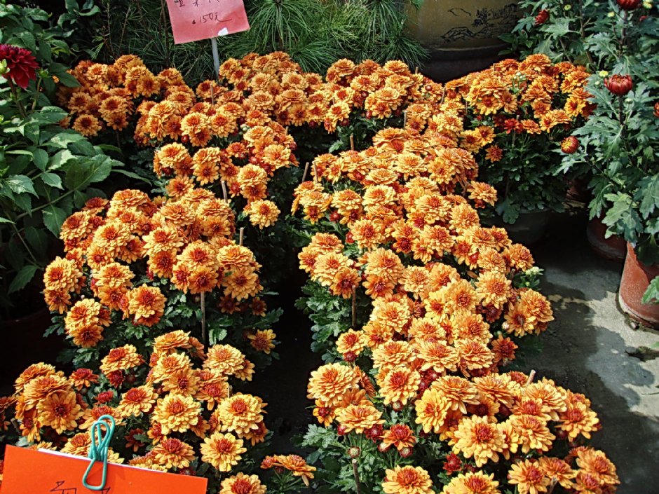 橘色菊花 攝影：鄭瑄頤