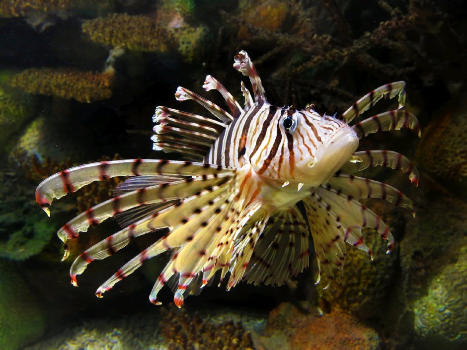 澎湖水族館獅子魚 攝影：澎湖水族館