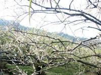 風櫃斗梅景<br/> 攝影：南投縣政府