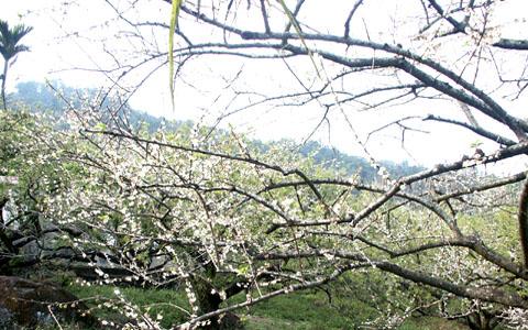 風櫃斗梅景 攝影：南投縣政府