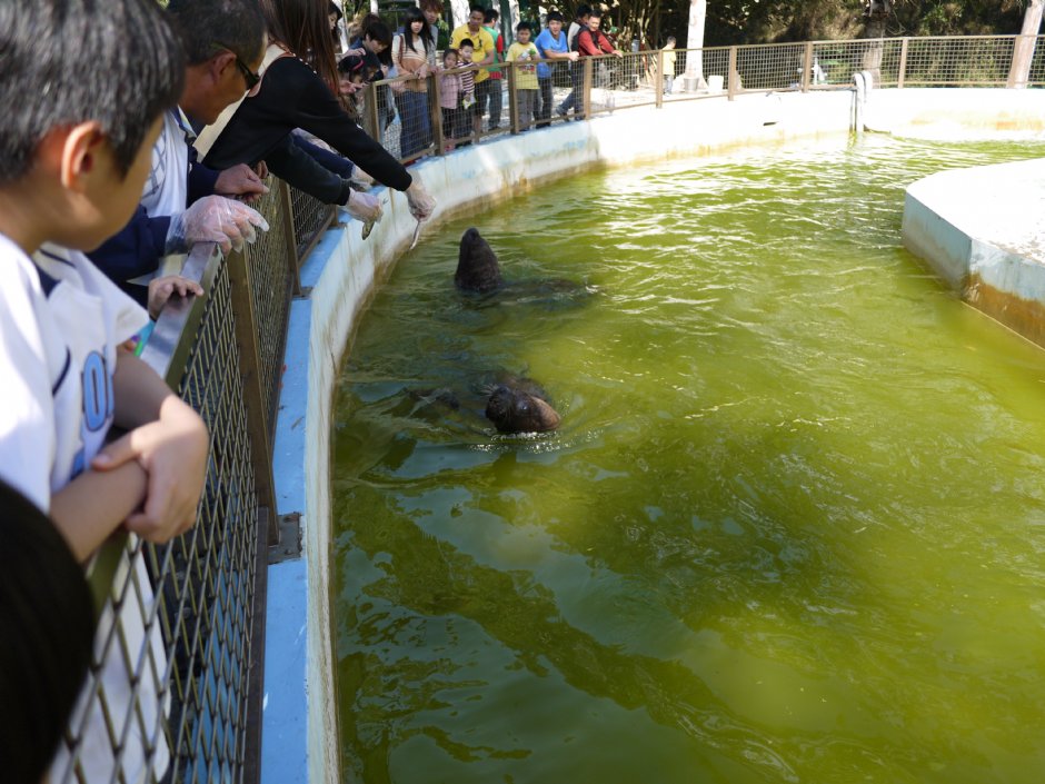 南美海獅餵養活動 攝影：三井