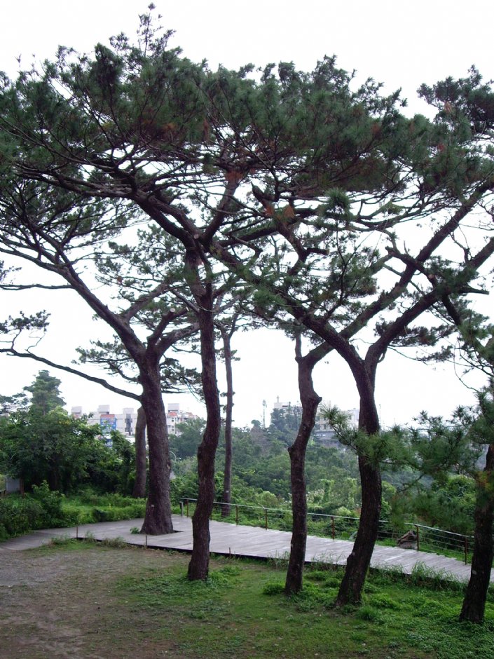 松園別館 攝影：Eva隨手拍