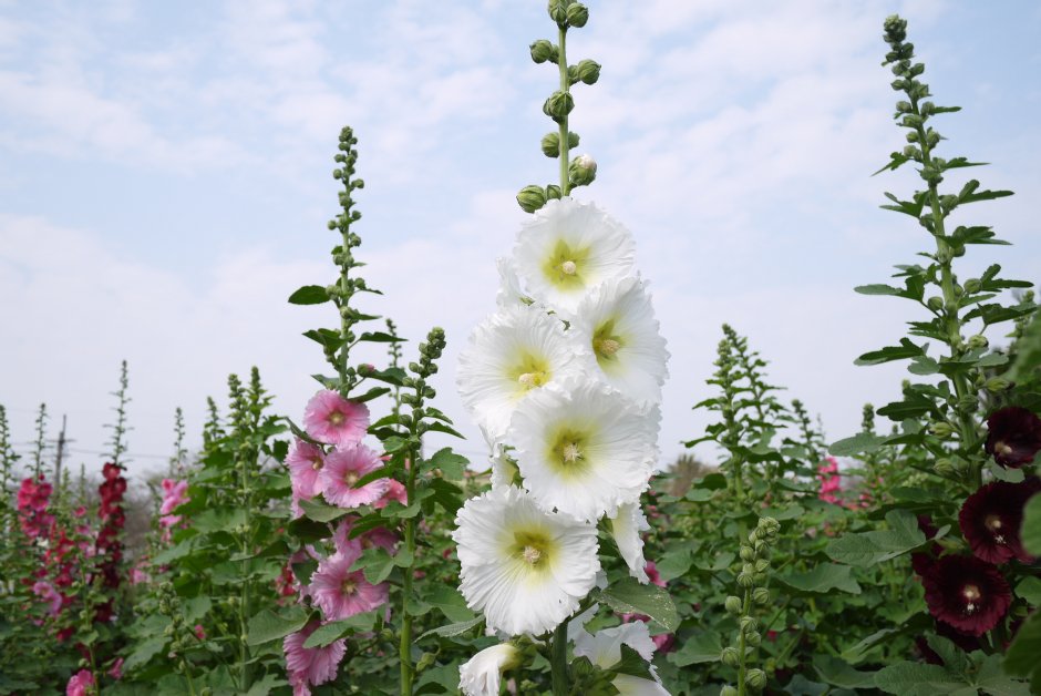 學甲蜀葵花海 攝影：三井