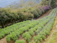 熏衣草森林-尖石店<br/> 摄影：Eva隨手拍