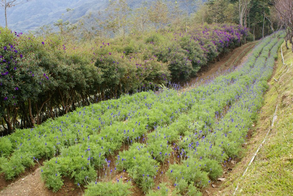 熏衣草森林-尖石店 摄影：Eva隨手拍