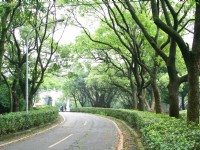 忠烈祠綠色隧道<br/> 攝影：簡時強